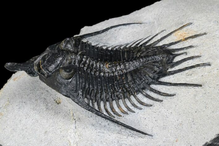 Spiny Psychopyge Trilobite - Short Snout Variant #177342